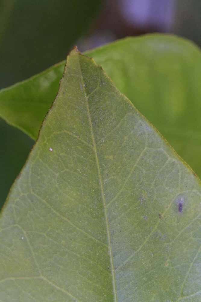              Margin (Riverside, CA)       